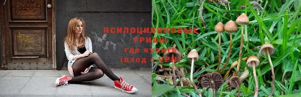 стаф Алзамай
